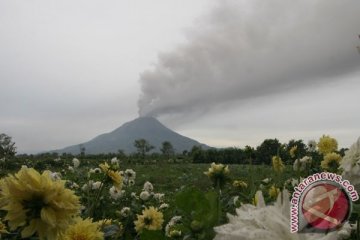 Pengungsi erupsi Sinabung bertambah setiap hari