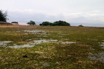 Padang Lamun/Evy R. Syamsir