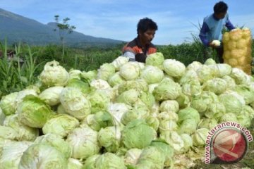 Kementan siapkan varietas sayuran antisipasi perubahan iklim