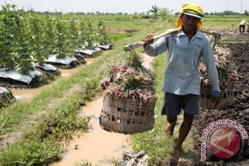 Bawang impor melimpah, petani Cirebon merugi