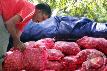 Kementan usut kasus impor bawang bombai