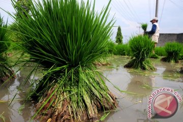 Mentan dorong swasta sebarkan benih ke petani