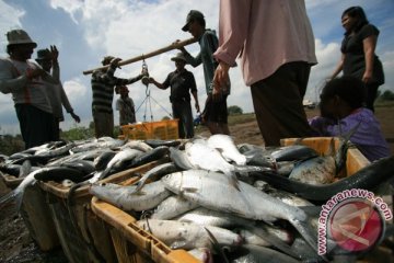 Sulsel target produksi budidaya ikan laut naik 5,4 persen