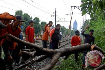 Pohon tumbang di Sanur telan korban jiwa