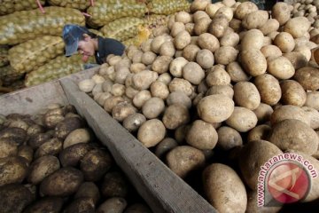 Ilmuwan: kentang bikin pintar