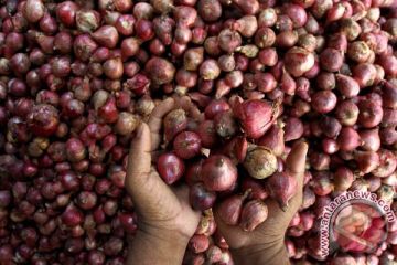 HARGA BAWANG NAIK