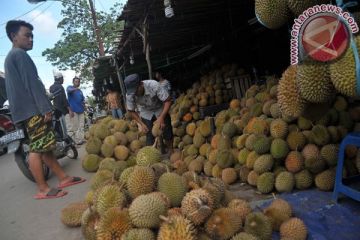Sentra Buah Durian Palembang