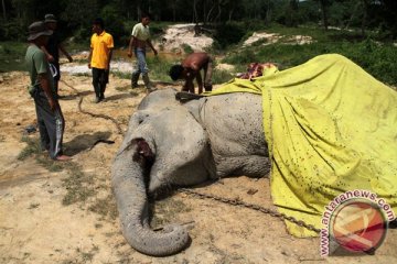Gajah dengan kalung GPS mati di Riau
