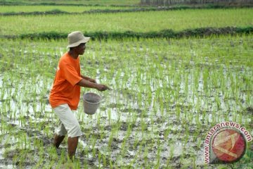 Petani Temanggung kesulitan dapatkan pupuk