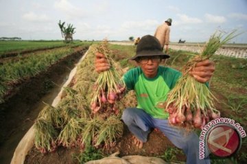 Produksi bawang merah Cirebon melimpah