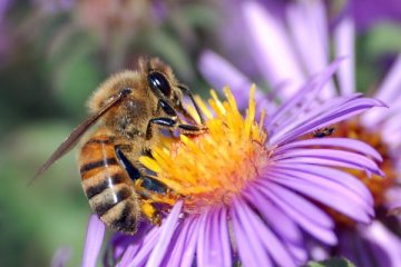 Eropa kekurangan miliaran lebah penyerbuk