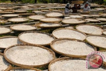 Trenggalek jadi pusat produksi tapioka