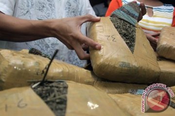 Polres Langkat sita 250 kg ganja