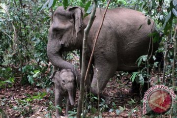 Balai TNBBS : kematian gajah "Yongki" sedang diselidiki