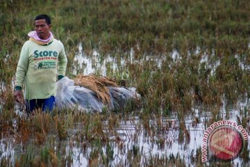 TNI AD bantu bibit lahan pertanian rusak