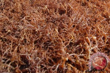 Peneliti: rumput laut cokelat mampu tekan obesitas