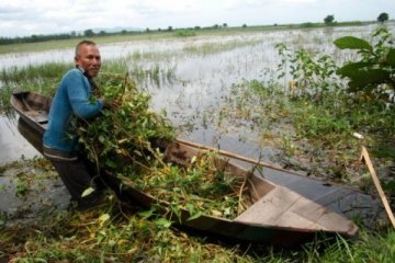 TANAMAN KANGKUNG