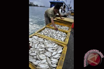 HARGA IKAN NAIK