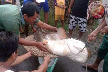 Ikan Tapah 40 Kg