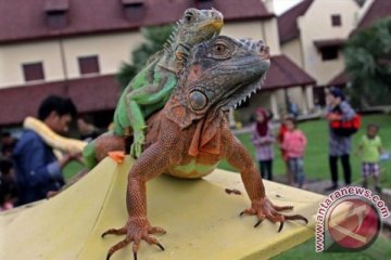 SOSIALISASI HEWAN REPTIL
