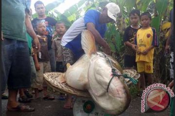 Ikan Tapah 40 Kg