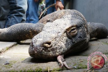 Komodo di Kebun Binatang Surabaya mati