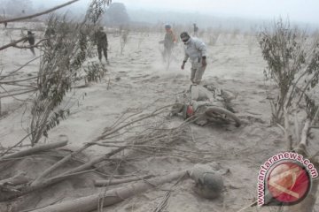 Korban tewas akibat awan panas Sinabung bertambah