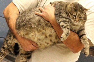 Kucing seberat 15kg diberi diet rendah kalori