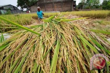 Nilai tukar petani Maluku turun 0,61 persen