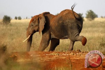33.600 gajah Afrika mati setiap tahun