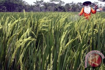 Banjir dan kemarau jadi masalah pertanian Karawang