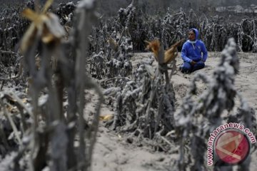 Lahan dan tanaman rusak akibat erupsi Sinabung direhabilitasi