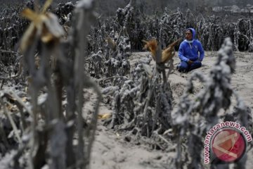 Pemerintah siapkan dana pengembangan jeruk di Karo