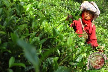 Ini kekhasan teh hitam khas Indonesia dibanding negara lain