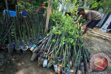 Mahasiswa UBH tanam 1.000 pohon penghijauan