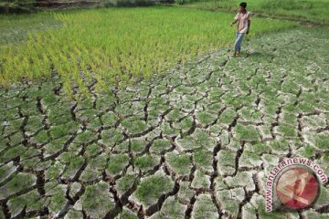 Petani di NTT terancam gagal panen