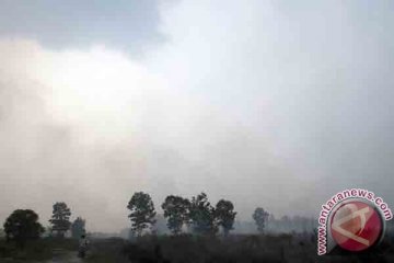 1.500 hektare kebun di Siak terbakar