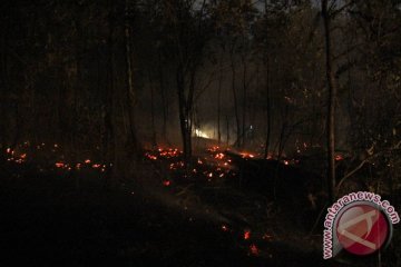 Kebakaran hutan di Batam merembet ke pemukiman