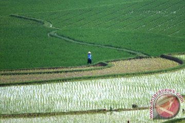 Petani Parigi terancam gagal panen akibat hama penggerek batang