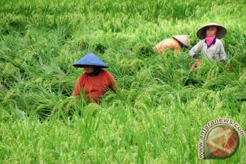 Produksi padi di Kulon Progo turun