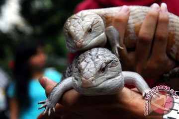 Tiga spesies reptil di Pulau Natal dinyatakan punah