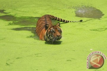 Panthera beri Indonesia penghargaan konservasi harimau