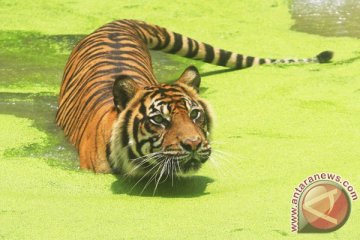 Penyelamatkan harimau Sumatra terus digalakkan