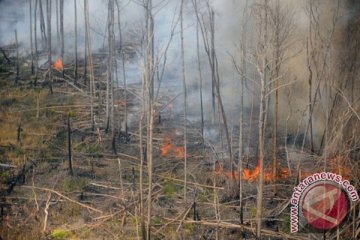 Zona inti cagar biosfer Giam Siak terbakar