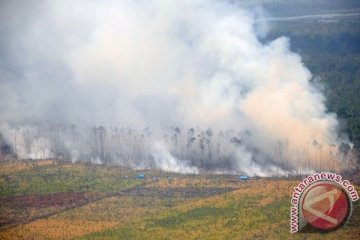 11.128 hektare lahan terbakar di Riau