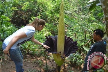 Amorphopalus titanum mekar