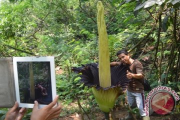 Penangkar Amorphopalus titanum