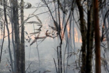 Hutan Lindung Terbakar/Joko Sulistyo