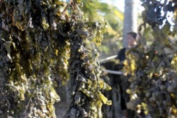 Manfaatkan Rengkam Laut/Joko Sulistyo