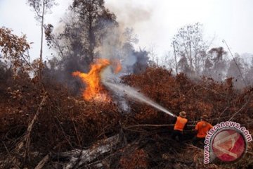 Karyawan Surya Dumai Agrindo tewas saat padamkan kebakaran lahan